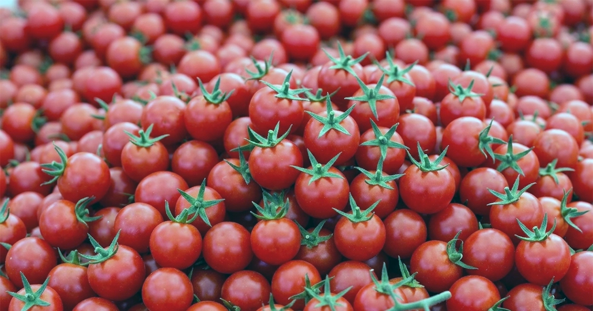 Cherry tomatoes, the kind of produce grown in AeroGrow’s indoor garden systems